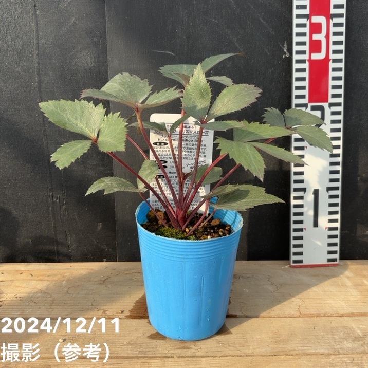 花苗】カラーリーフ クリスマスローズ スーパーシルバー 松村園芸