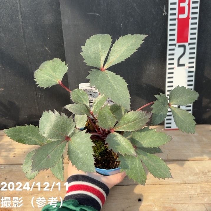 カラーリーフクリスマスローズ 3.5号 ステルニー インディゴブルー