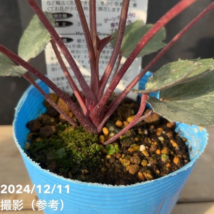 カラーリーフクリスマスローズ 3.5号 ステルニー インディゴブルー