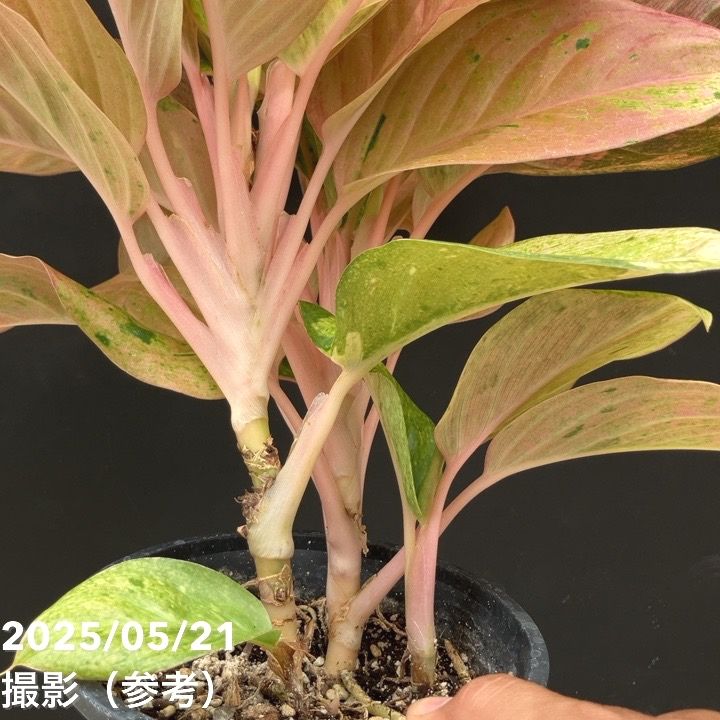 激レア！現品お届け】アグラオネマ 5号 ピンクイメリタス（3）｜観葉10