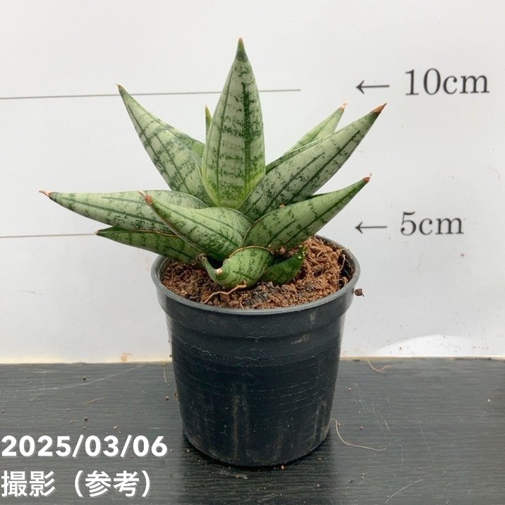 サンスベリア 3号角鉢 ヤヤ Yaya 6-7cmポット投げ込み仕様｜観葉02-D2