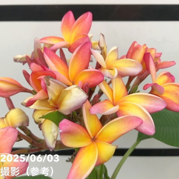 プルメリア　シンクロなニシティーとボレロ2株セット 苗木 鉢ごと発送 プルメリア シンクロなニシティーとボレロ2株セット 苗木 鉢ごと発送