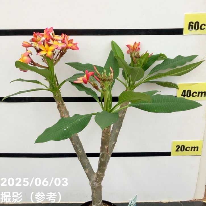 プルメリア ボレロ（Bolero）5号｜花木10-TU | 花木・庭木 | 赤塚