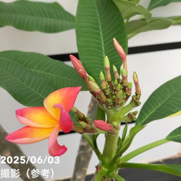 プルメリア ボレロ（Bolero）5号｜花木10-TU | 花木・庭木 | 赤塚