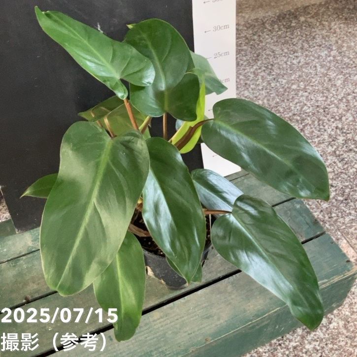 フィロデンドロン オータム 5号｜観葉04-PA | 観葉・多肉