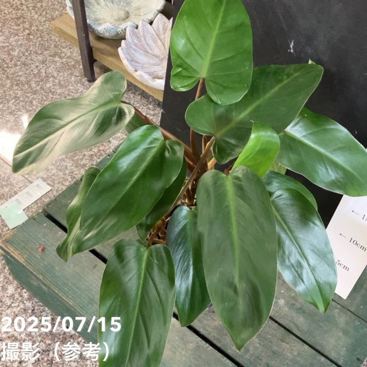 フィロデンドロン オータム 5号｜観葉04-PA | 観葉・多肉