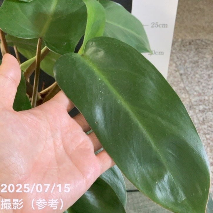 フィロデンドロン オータム 5号｜観葉04-PA | 観葉・多肉