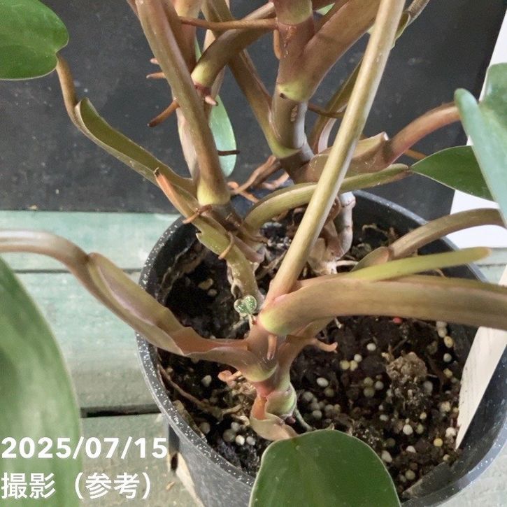 フィロデンドロン オータム 5号｜観葉04-PA | 観葉・多肉