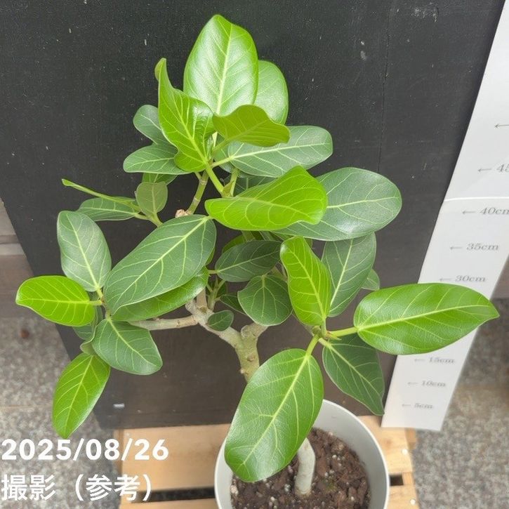 フィカス ベンガレンシス オードリー 6号｜観葉04-PA | 観葉・多肉