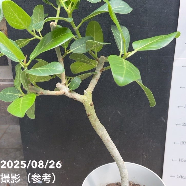 フィカス ベンガレンシス オードリー 6号｜観葉04-PA | 観葉・多肉