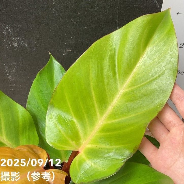 フィロデンドロン レッドムーン 3.5号｜観葉04-PA | 観葉・多肉