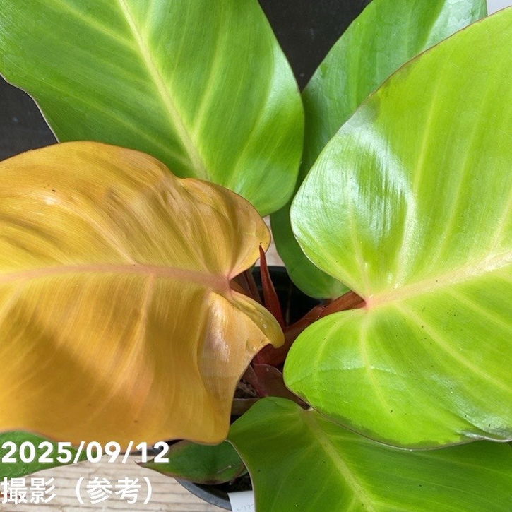 フィロデンドロン レッドムーン 3.5号｜観葉04-PA | 観葉・多肉