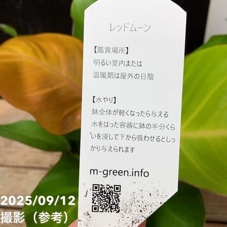 フィロデンドロン レッドムーン 3.5号｜観葉04-PA | 観葉・多肉