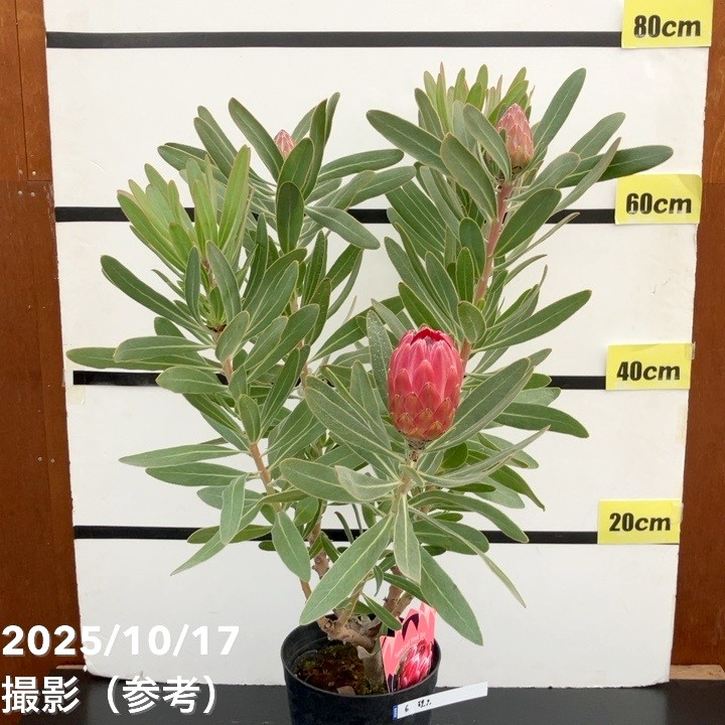 現品お届け】プロテア スペシャルピンクアイス（3花付き）6号（6