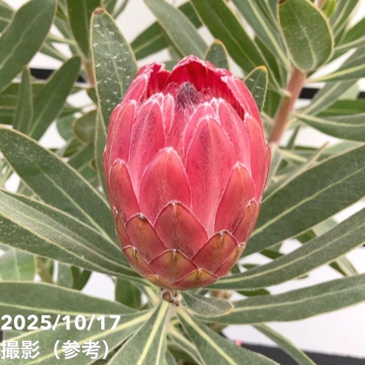 現品お届け】プロテア スペシャルピンクアイス（3花付き）6号（6