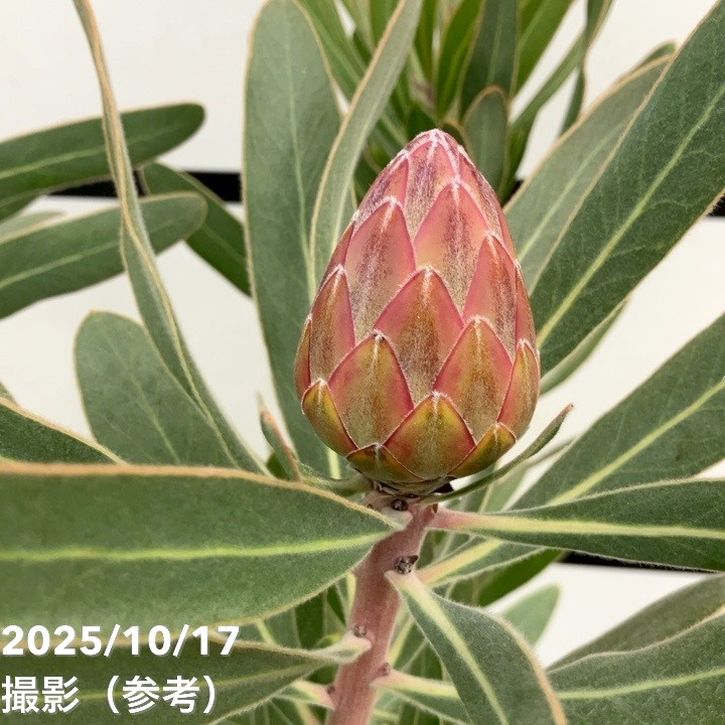 現品お届け】プロテア スペシャルピンクアイス（3花付き）6号（6