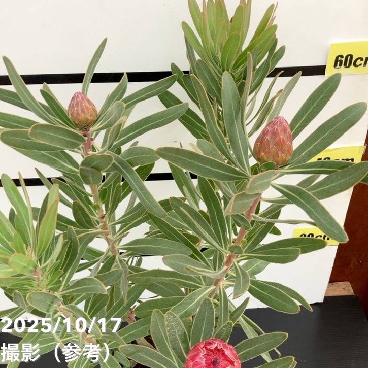 現品お届け】プロテア スペシャルピンクアイス（3花付き）6号（6