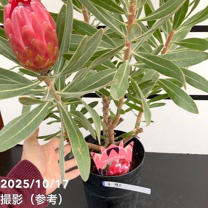 秋セール対象商品】【現品お届け】プロテア スペシャルピンク