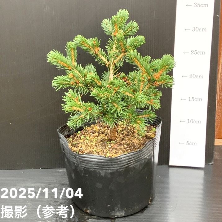 【現品お届け】真鍋庭園生産 レア品種 ピセア プンゲンス トウヒ ラッキーストライク 7号(3)|花木10-TU