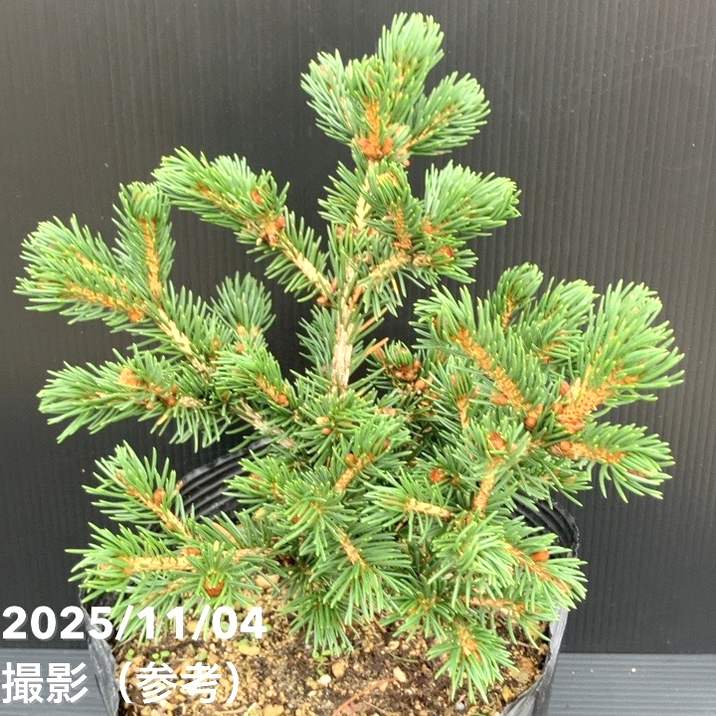 【現品お届け】真鍋庭園生産 レア品種 ピセア プンゲンス トウヒ ラッキーストライク 7号(3)|花木10-TU