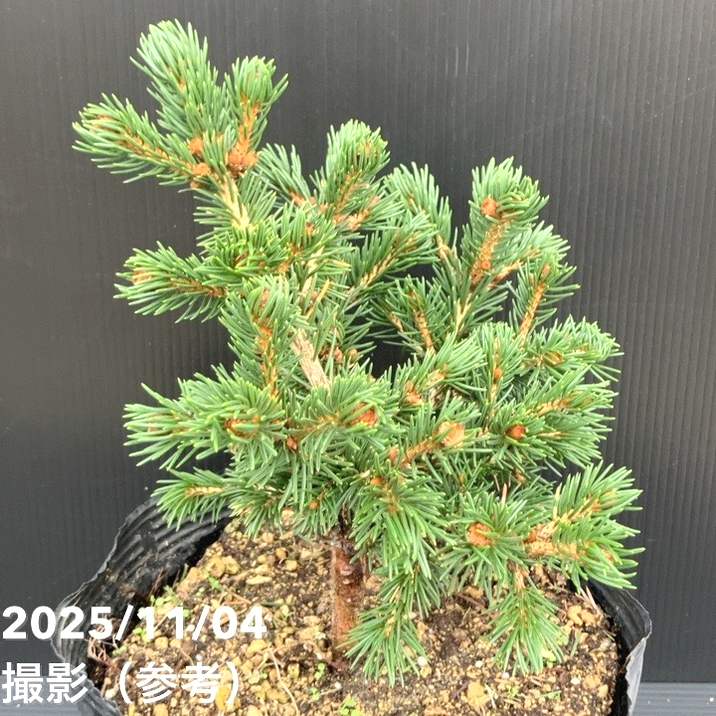 【現品お届け】真鍋庭園生産 レア品種 ピセア プンゲンス トウヒ ラッキーストライク 7号(3)|花木10-TU