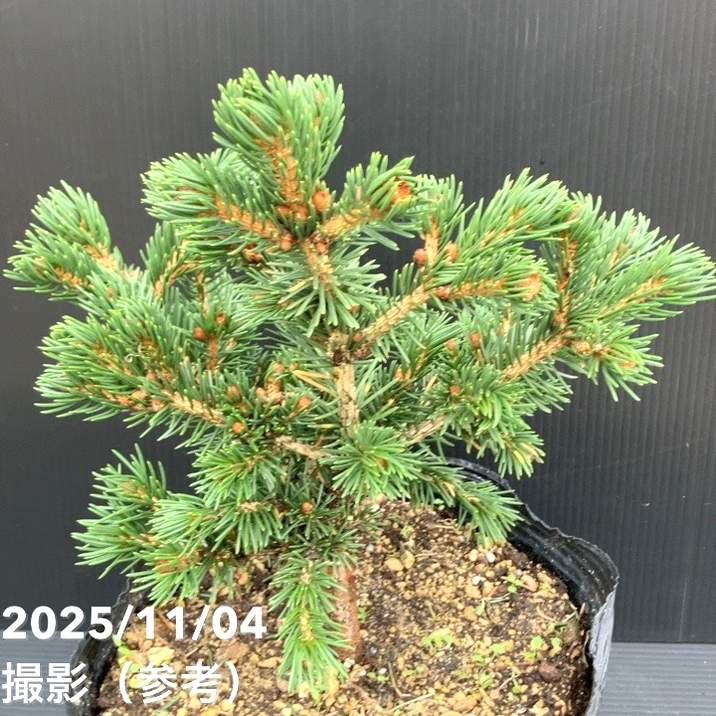 【現品お届け】真鍋庭園生産 レア品種 ピセア プンゲンス トウヒ ラッキーストライク 7号(3)|花木10-TU