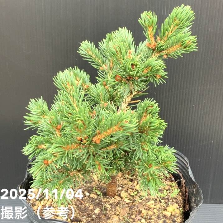 【現品お届け】真鍋庭園生産 レア品種 ピセア プンゲンス トウヒ ラッキーストライク 7号(3)|花木10-TU