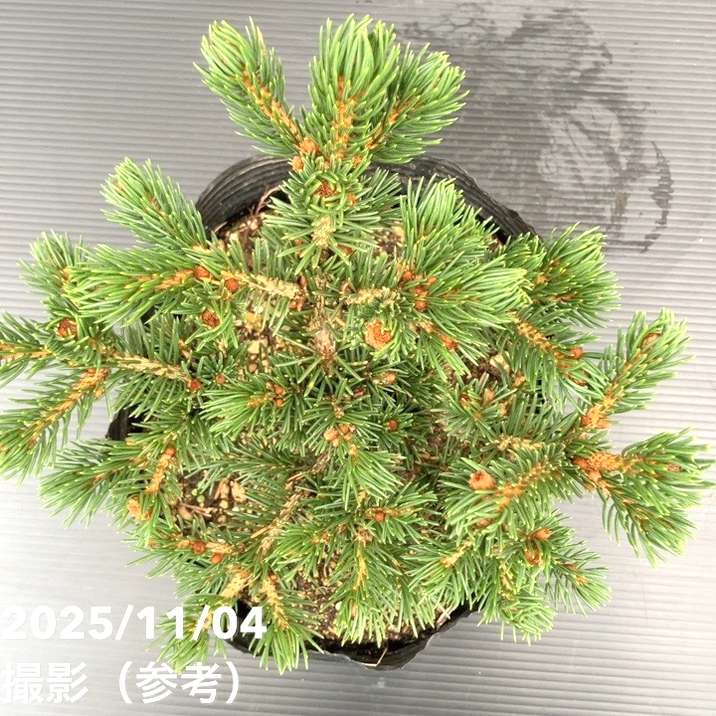 【現品お届け】真鍋庭園生産 レア品種 ピセア プンゲンス トウヒ ラッキーストライク 7号(3)|花木10-TU