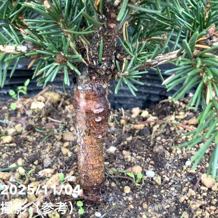 【現品お届け】真鍋庭園生産 レア品種 ピセア プンゲンス トウヒ ラッキーストライク 7号(3)|花木10-TU