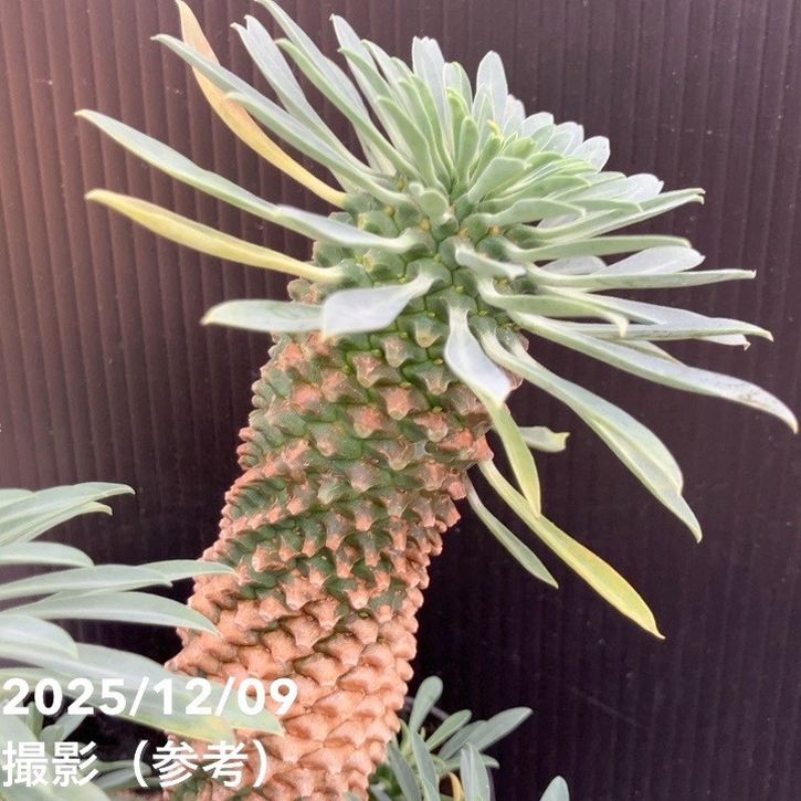 ユーフォルビア パイナップルコーン ソテツキリン（蘇鉄麒麟）5号