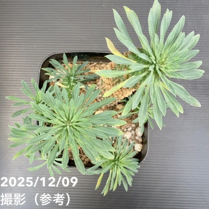 ユーフォルビア パイナップルコーン ソテツキリン（蘇鉄麒麟）5号