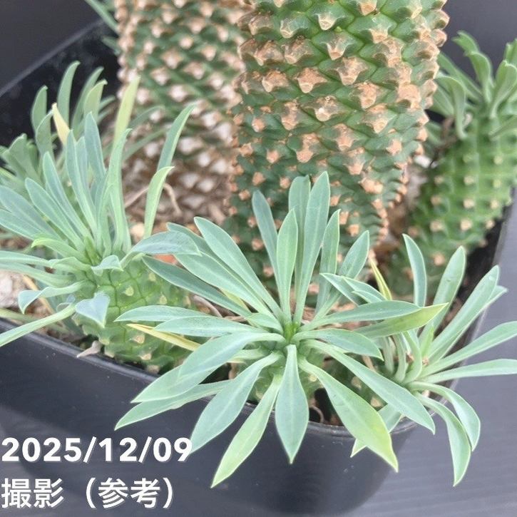 ユーフォルビア パイナップルコーン ソテツキリン（蘇鉄麒麟）5号