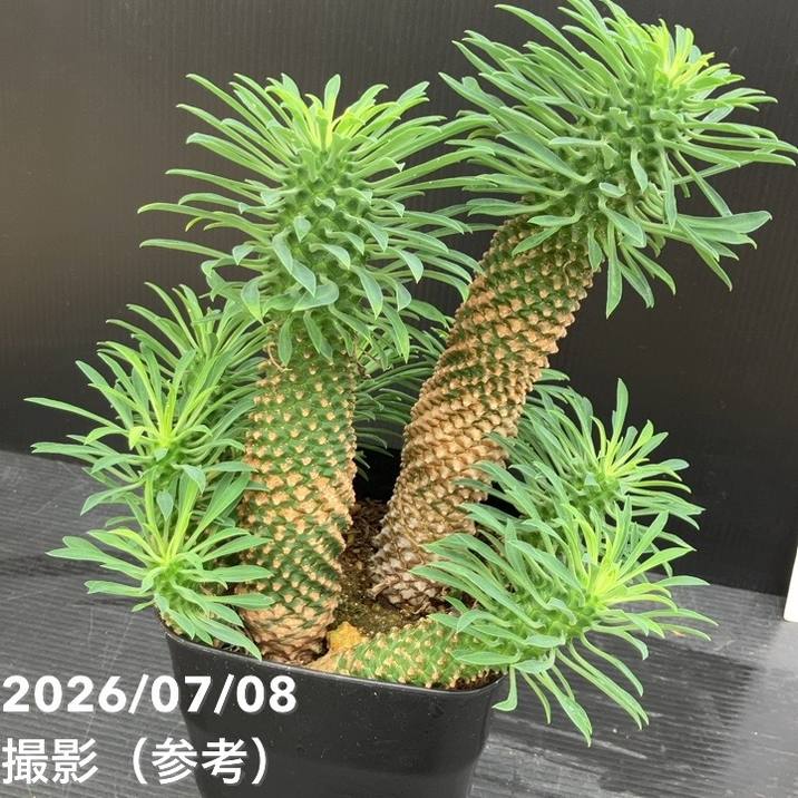 【現品】群生パイナップルコーン　蘇鉄麒麟　ソテツキリン　ユーフォルビア10号R6 ユーフォルビア パイナップルコーン ソテツキリン（蘇鉄麒麟）5号