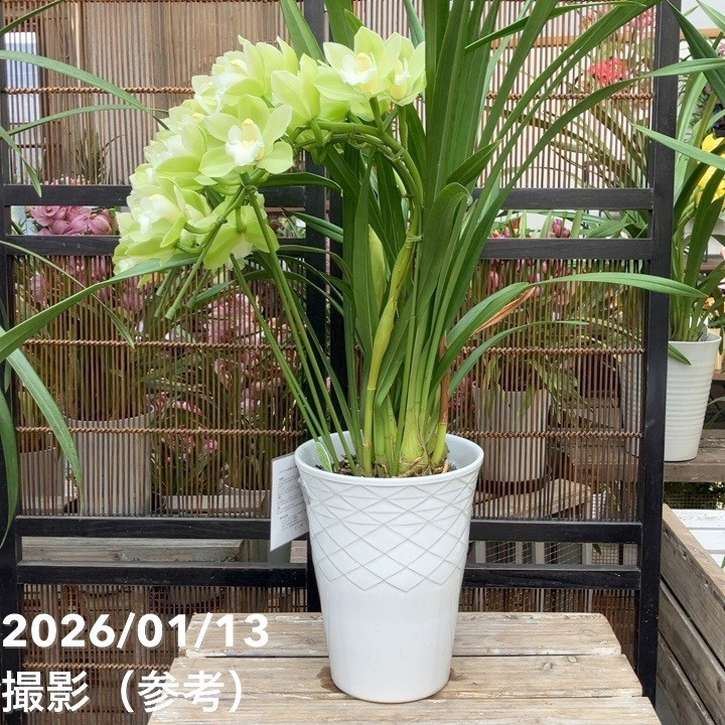 ☆シンビジューム☆リトルガール’スペースシティ’☆アーチ型☆陶器7号鉢☆2F☆ シンビジューム アーチ 7号陶器鉢 4本立 リトルガール スペースシティ