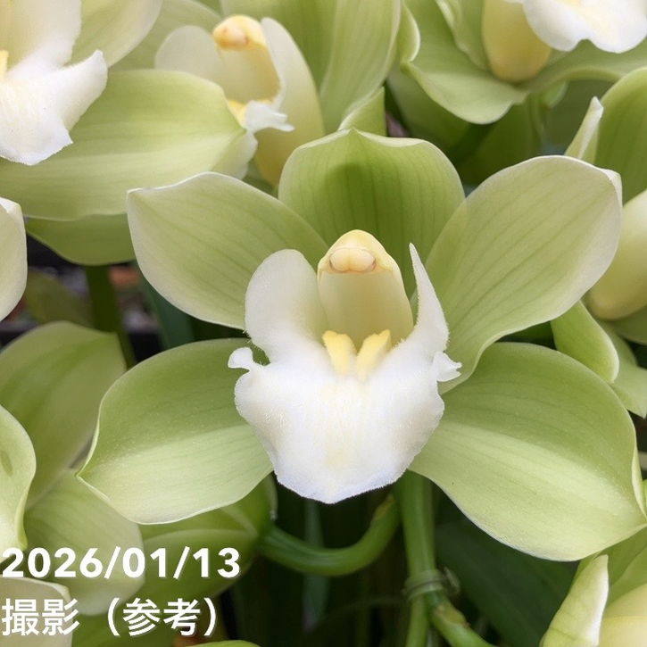 シンビジューム アーチ 7号陶器鉢 4本立 リトルガール スペースシティ