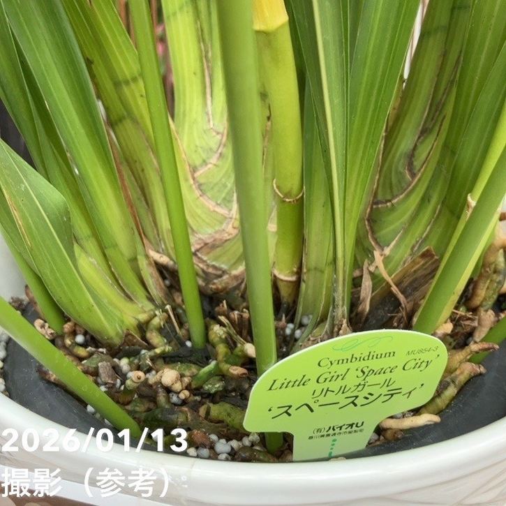 ☆シンビジューム☆リトルガール’スペースシティ’☆アーチ型☆陶器7号鉢☆2F☆ シンビジューム アーチ 7号陶器鉢 4本立 リトルガール スペースシティ