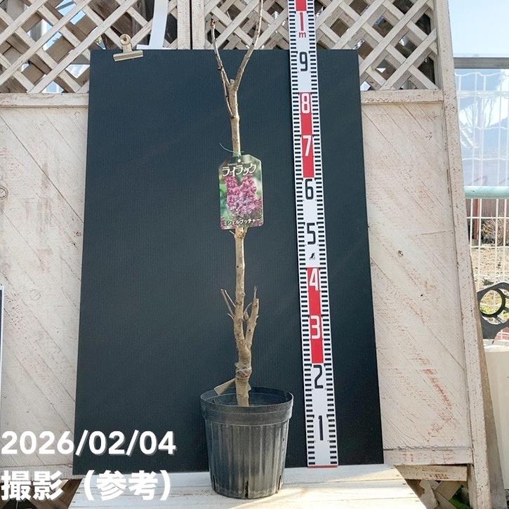 ライラック ミシェルブッチャー 6号｜花木04-PA | 花木・庭木 | 赤塚