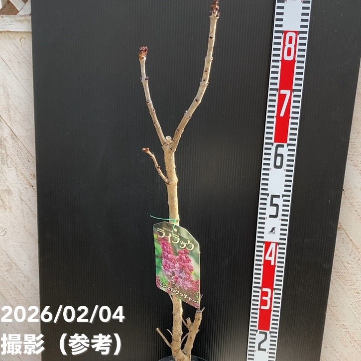 ライラック ミシェルブッチャー 6号｜花木04-PA | 花木・庭木 | 赤塚