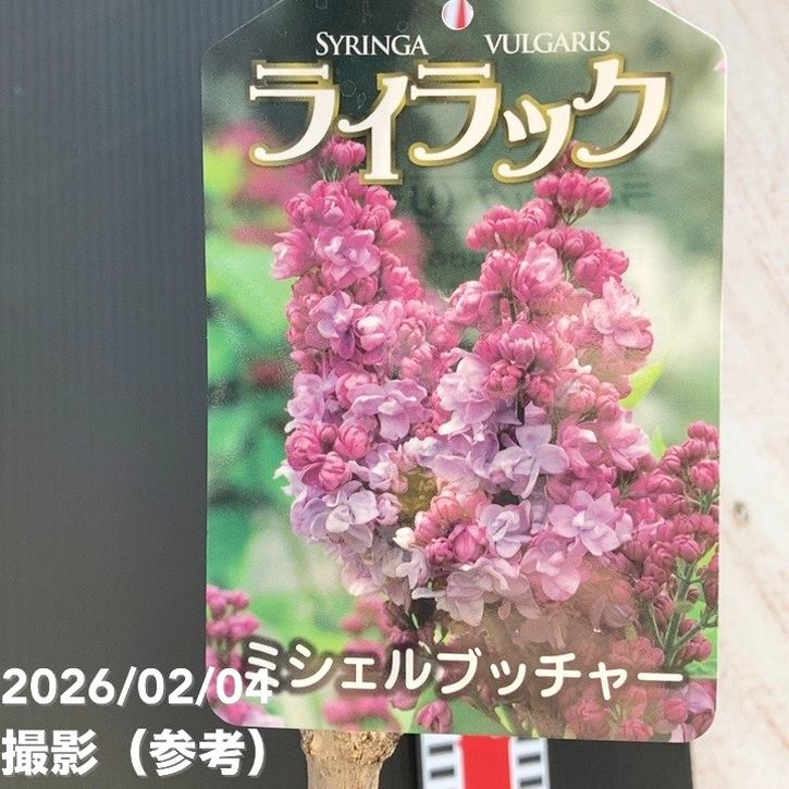 ライラック ミシェルブッチャー 6号｜花木04-PA | 花木・庭木 | 赤塚