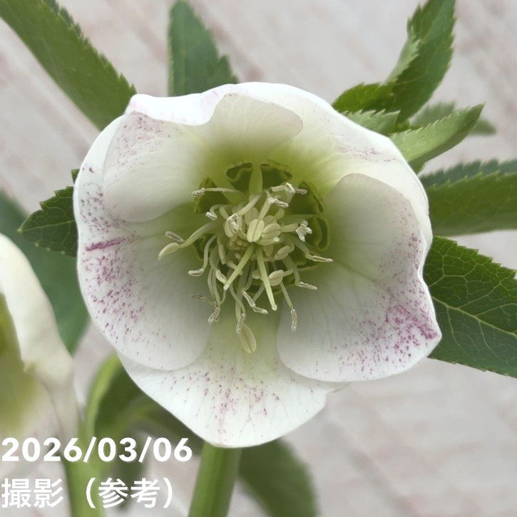 一点物】大和園 クリスマスローズ 4.5号（YA11）｜山野04-PA | 草花