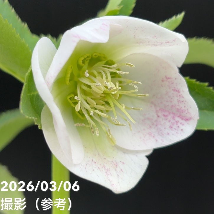 一点物】大和園 クリスマスローズ 4.5号（YA11）｜山野04-PA | 草花