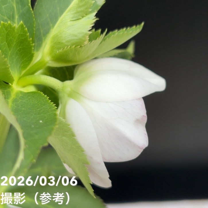 一点物】大和園 クリスマスローズ 4.5号（YA11）｜山野04-PA | 草花