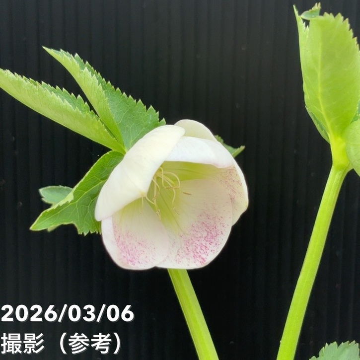 一点物】大和園 クリスマスローズ 4.5号（YA11）｜山野04-PA | 草花