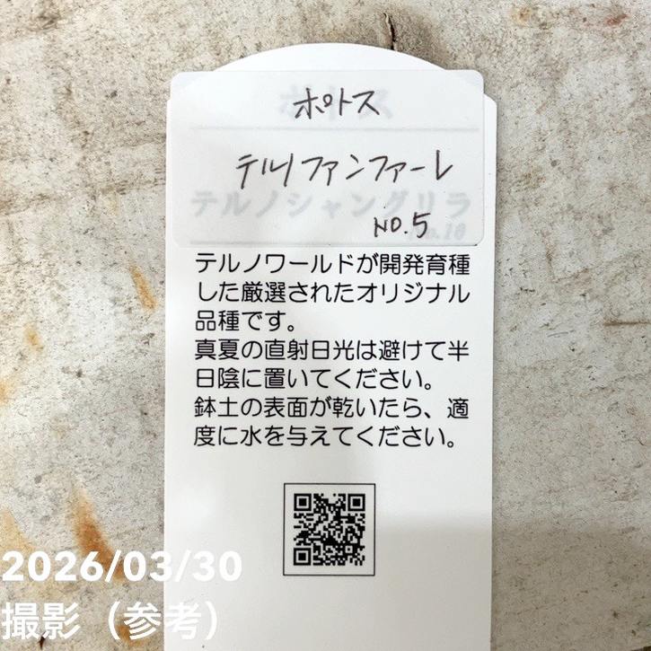 ポトス テルノ ファンファーレ 5号吊り鉢｜観葉04-PA | 観葉・多肉