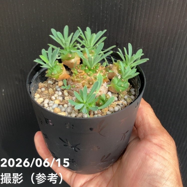 65周年記念セール】ユーフォルビア ビガサン 3.5号 2鉢セット｜観葉10