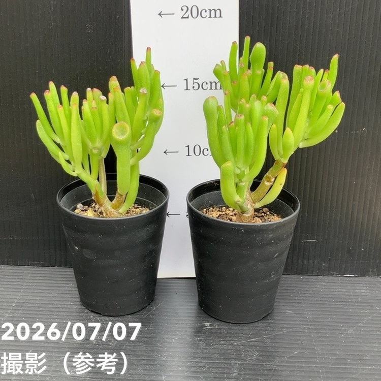 クラッスラ 宇宙の木 3号 2鉢セット｜観葉10-TU | 観葉・多肉,[多肉