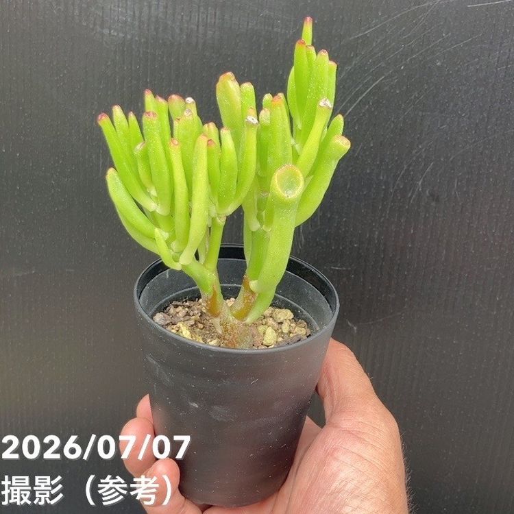 クラッスラ 宇宙の木 3号 2鉢セット｜観葉10-TU | 観葉・多肉,[多肉