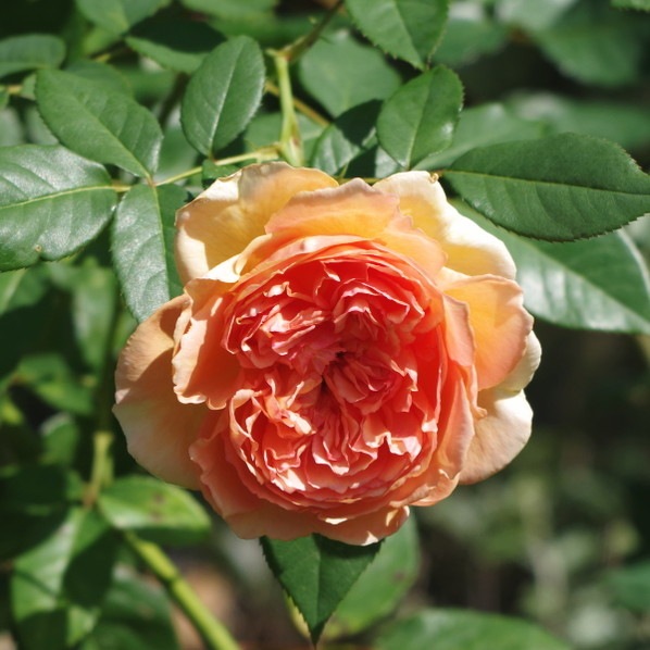 レアな8cmCD 3枚セット※バラ売り不可 サンクスガーデン ミニバラ - SEISHIN PLUS