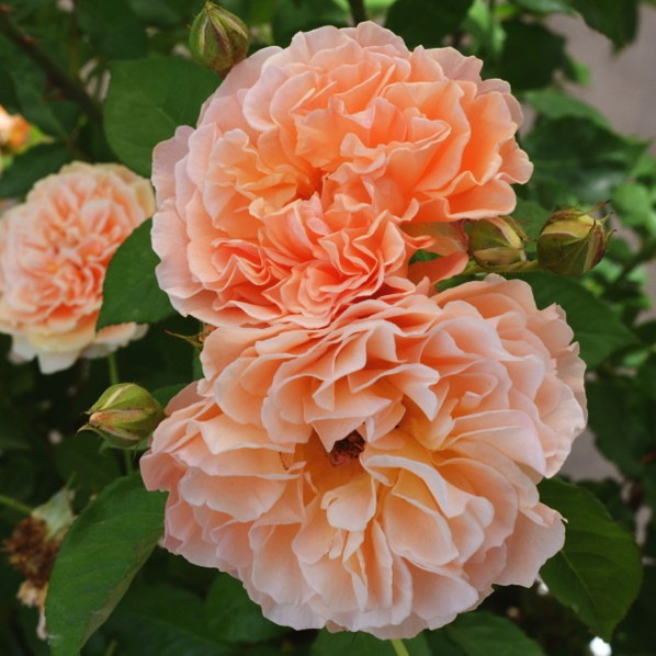 バラ大苗 ラ・リューヌ 7号 河本バラ園｜花木04-PA | 花木・庭木