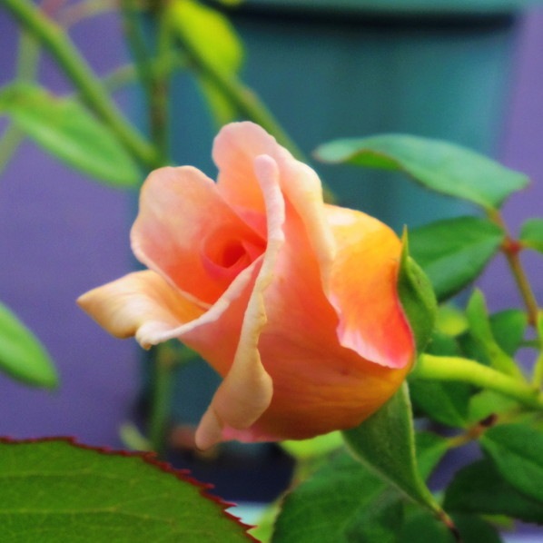 バラ大苗 ラ・リューヌ 7号 河本バラ園｜花木04-PA | 花木・庭木